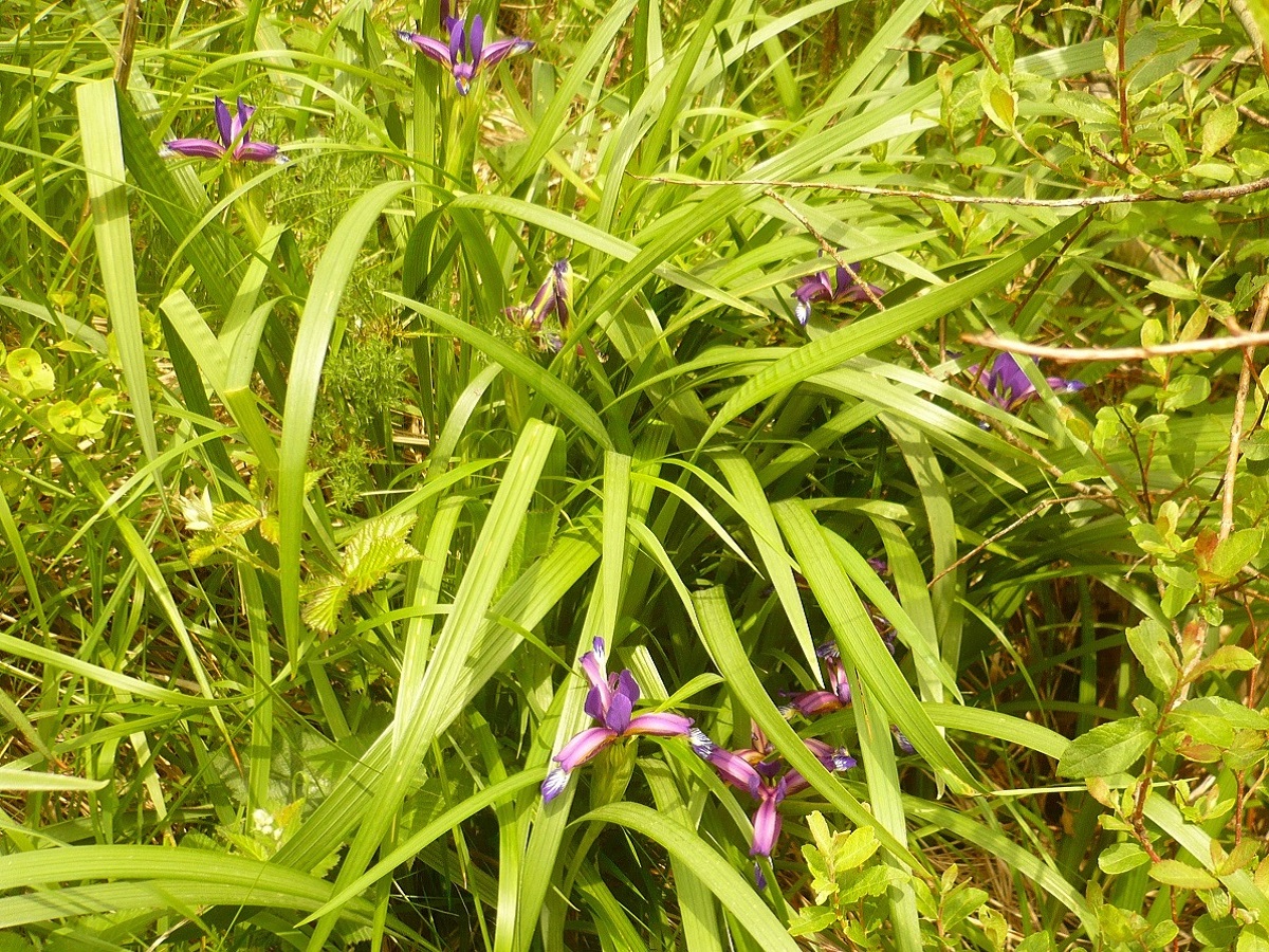 Iris graminea (Iridaceae)